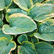 Hosta - Christmas Tree