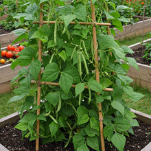 Climbing French Bean Seed