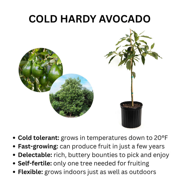Cold Hardy Avocado Tree