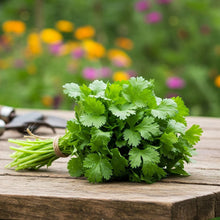 Coriander Calypso Seed