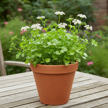 Coriander Calypso Seed