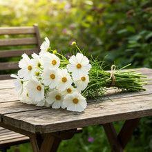 Cosmos White Seed