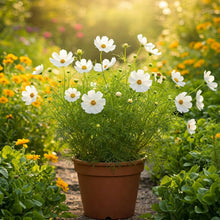 Cosmos White Seed