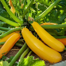 Courgette (Zucchini) Yellow Seed