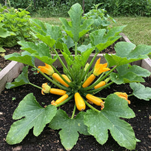 Courgette (Zucchini) Yellow Seed