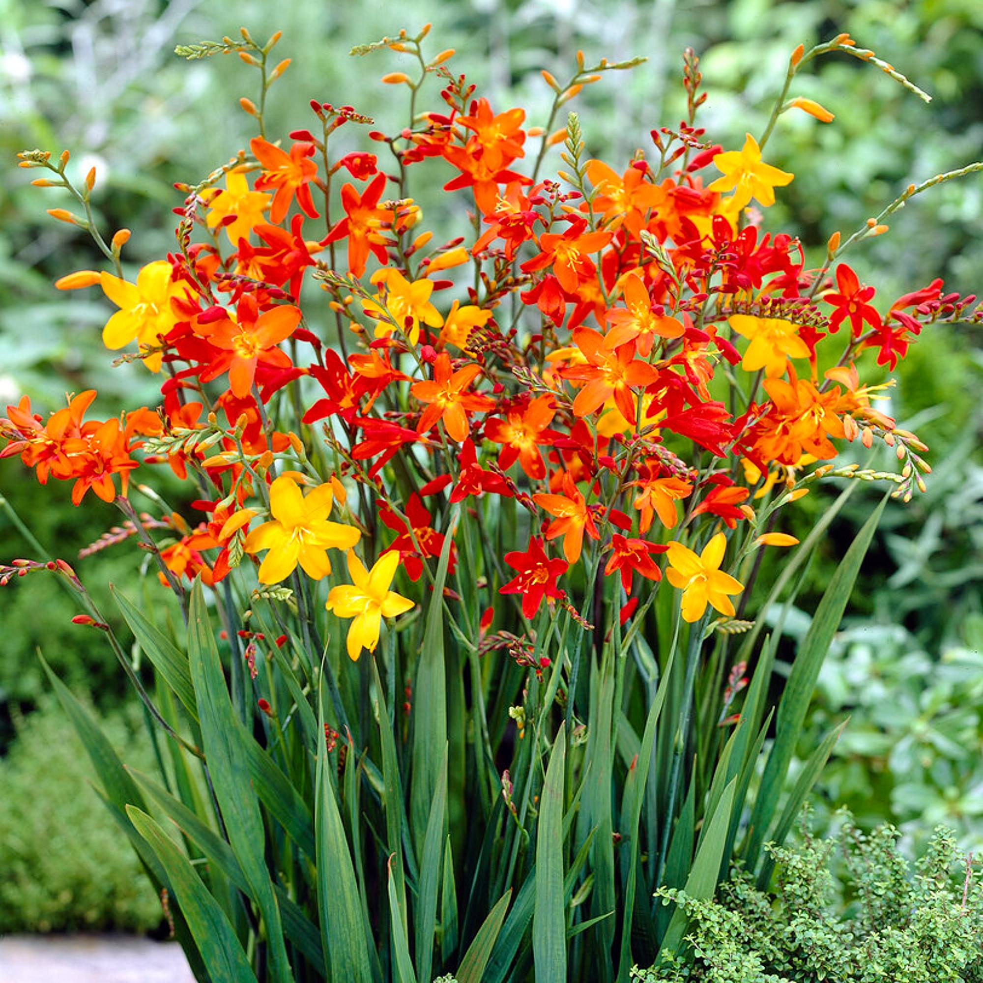 Crocosmia - Red Hot Mix