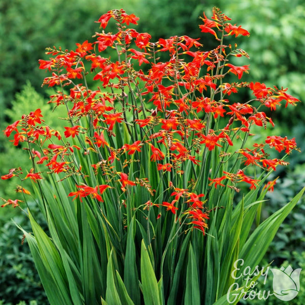 Crocosmia - Erika