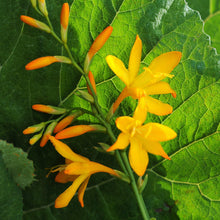 Crocosmia - George Davidson: 20 corms