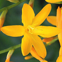 Crocosmia - George Davidson: 20 corms