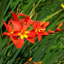 Crocosmia - Jochem