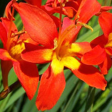 Crocosmia - Jochem
