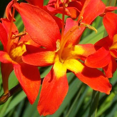 Crocosmia - Jochem
