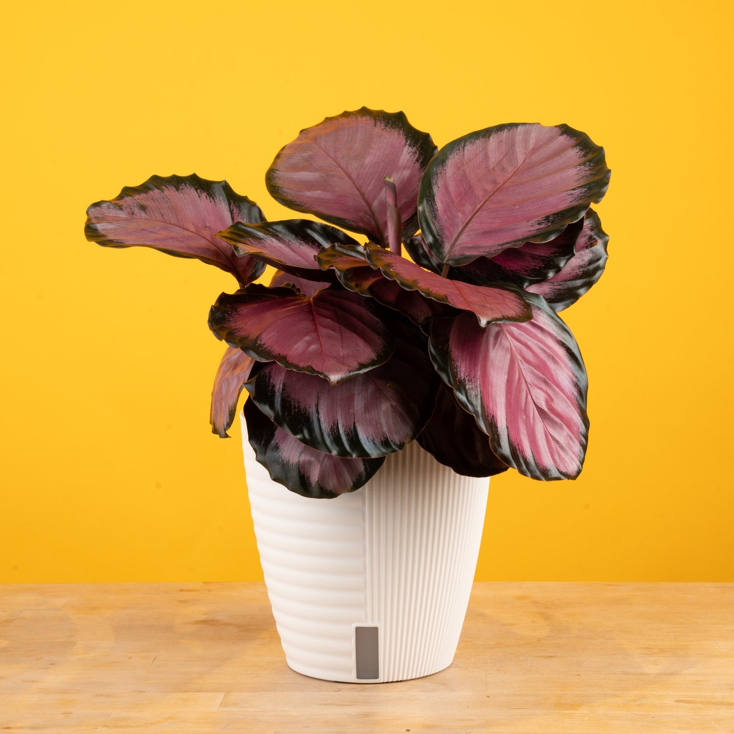 Calathea Pink Star