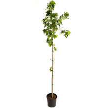 Autumn Blaze® Red Maple Tree
