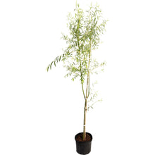 Weeping Willow