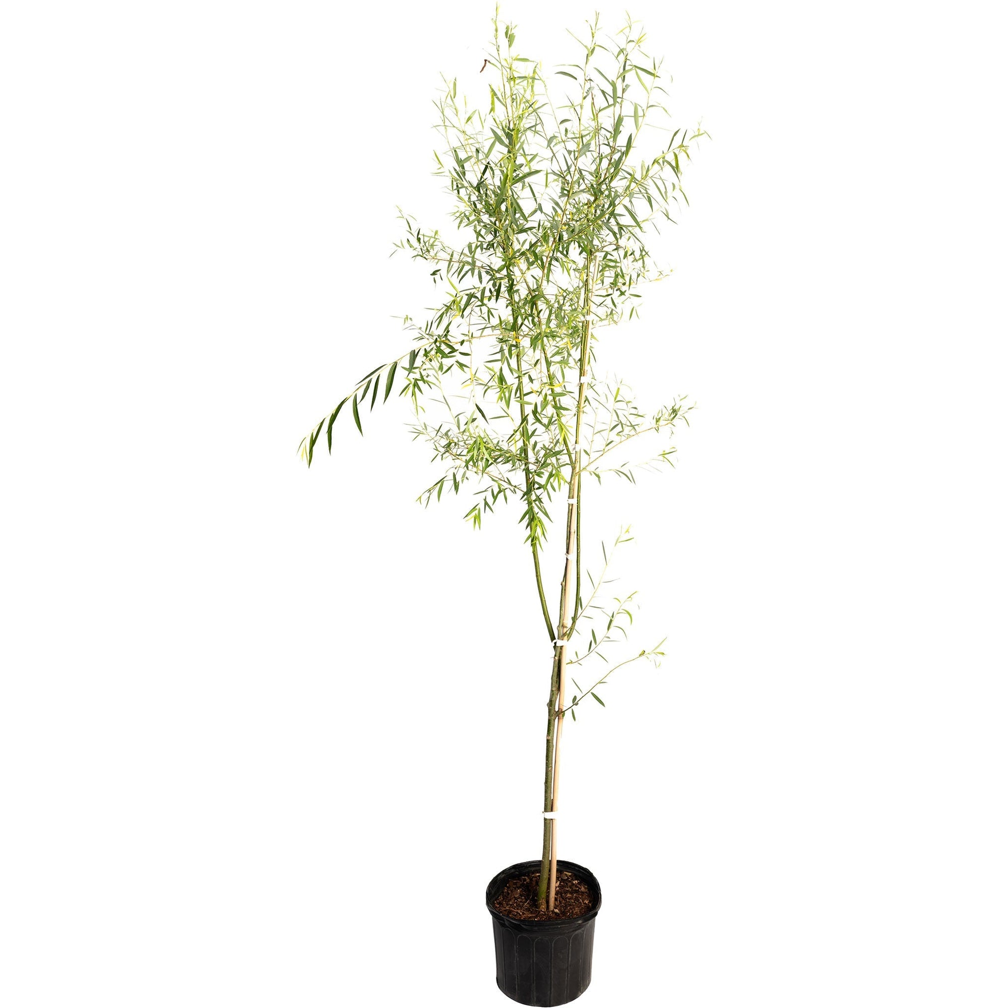 Weeping Willow