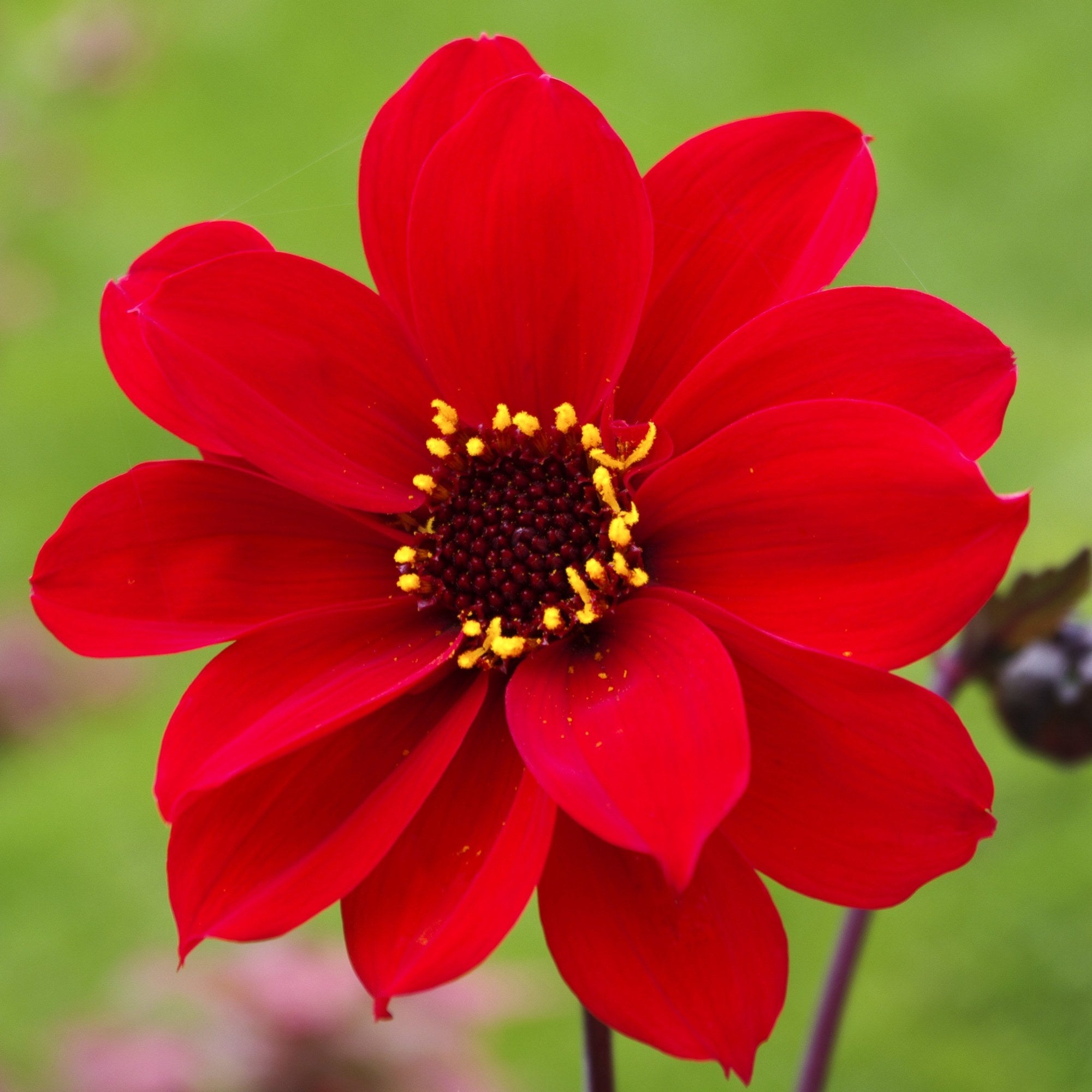 Dahlia - Bishop of Llandaff: 3 divisions (multiple tubers per division)