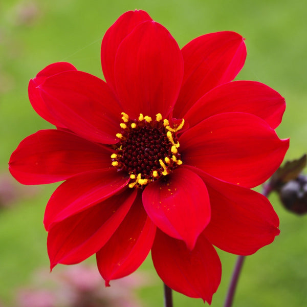 Dahlia - Bishop of Llandaff: 3 divisions (multiple tubers per division)