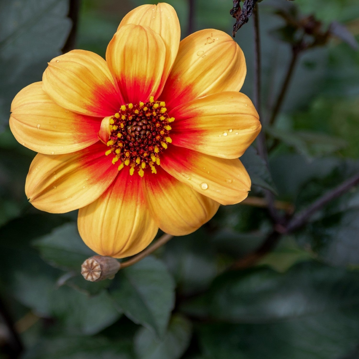 Dahlia - Sunshine: 3 divisions (multiple tubers per division)