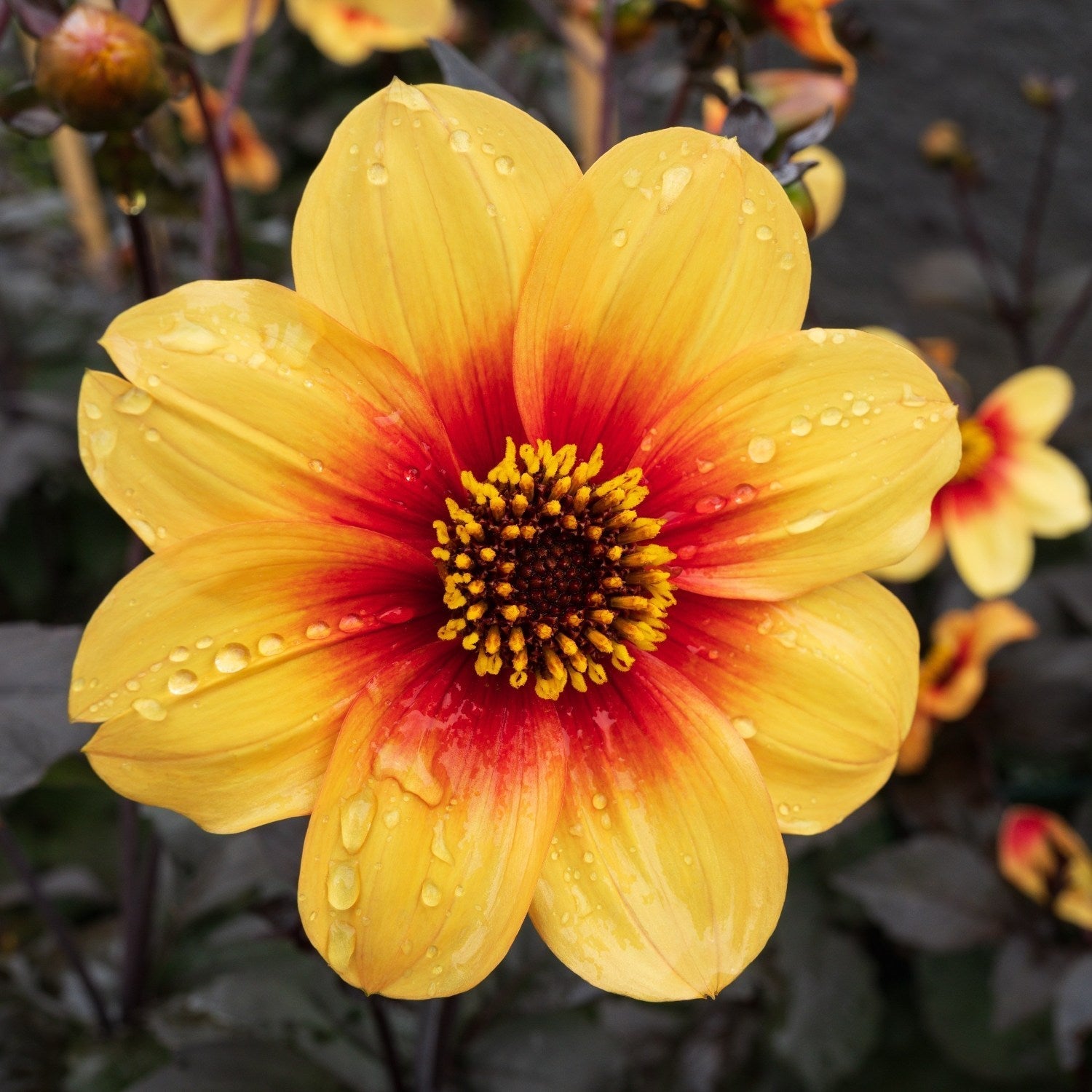 Dahlia - Sunshine: 3 divisions (multiple tubers per division)