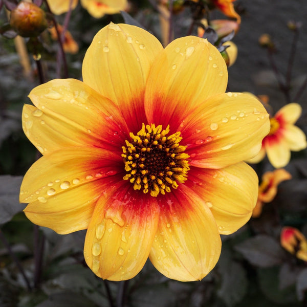 Dahlia - Sunshine: 3 divisions (multiple tubers per division)