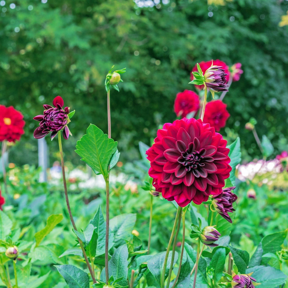 Dahlia - Arabian Night