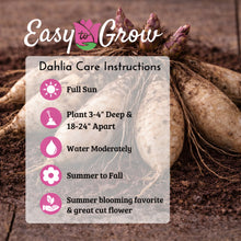 Dahlia Living in Harmony Mix