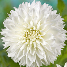 Dahlia - Fubuki Myama