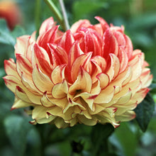 Dahlia - Lady Darlene