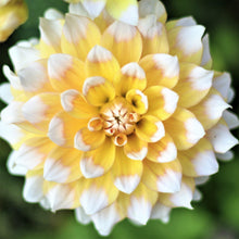 Dahlia - Seattle