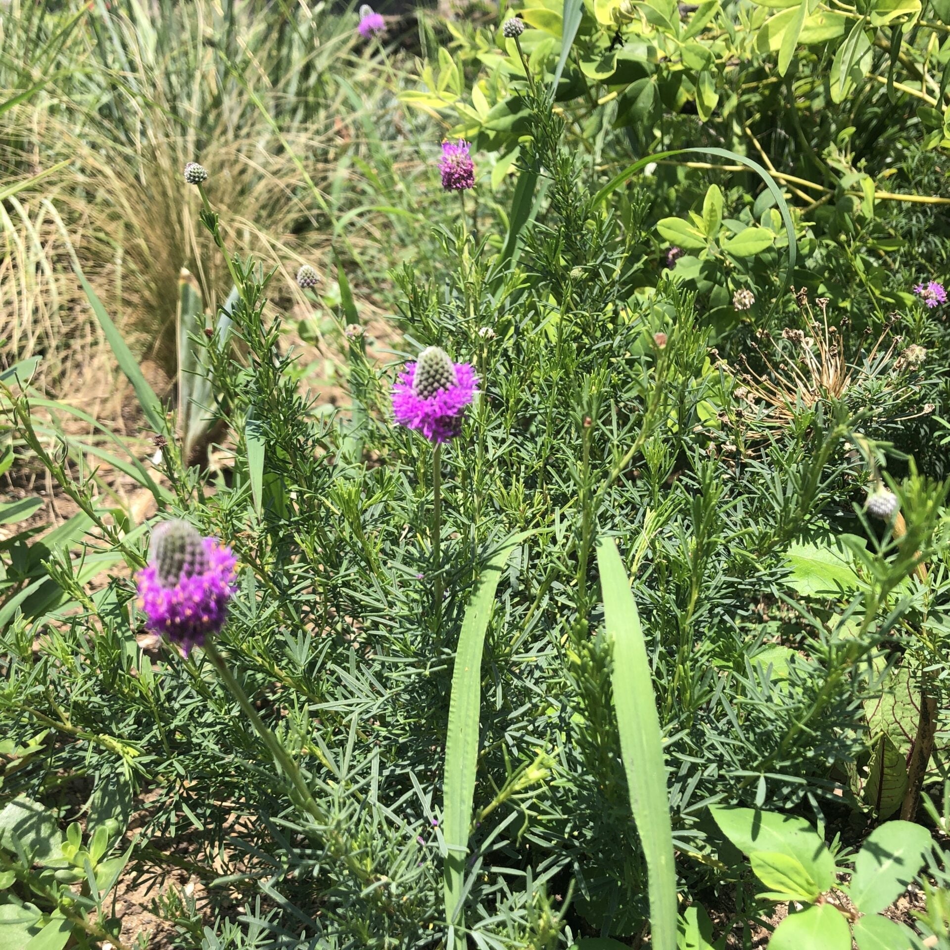 Dalea purpurea 1Q