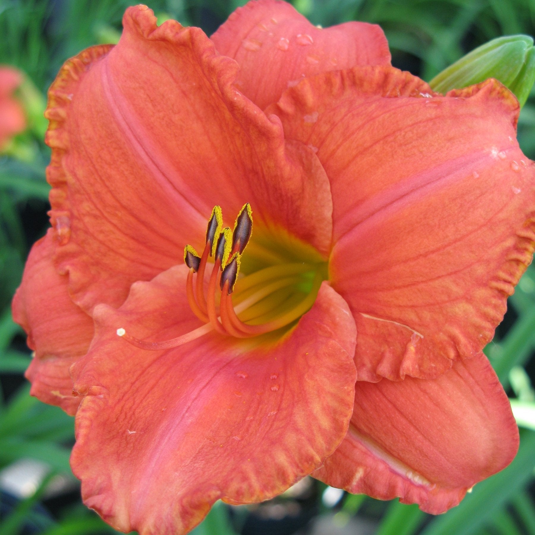 Daylily - South Seas: 1 bareroot