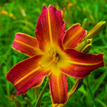 Daylily - Autumn Red