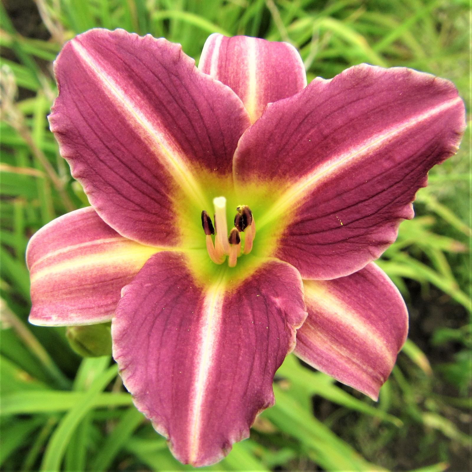 Daylily - Mary Reed: 3 bareroots