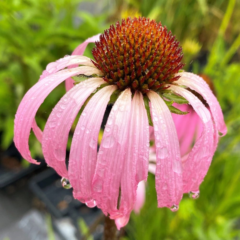 Echinacea simulata 1Q