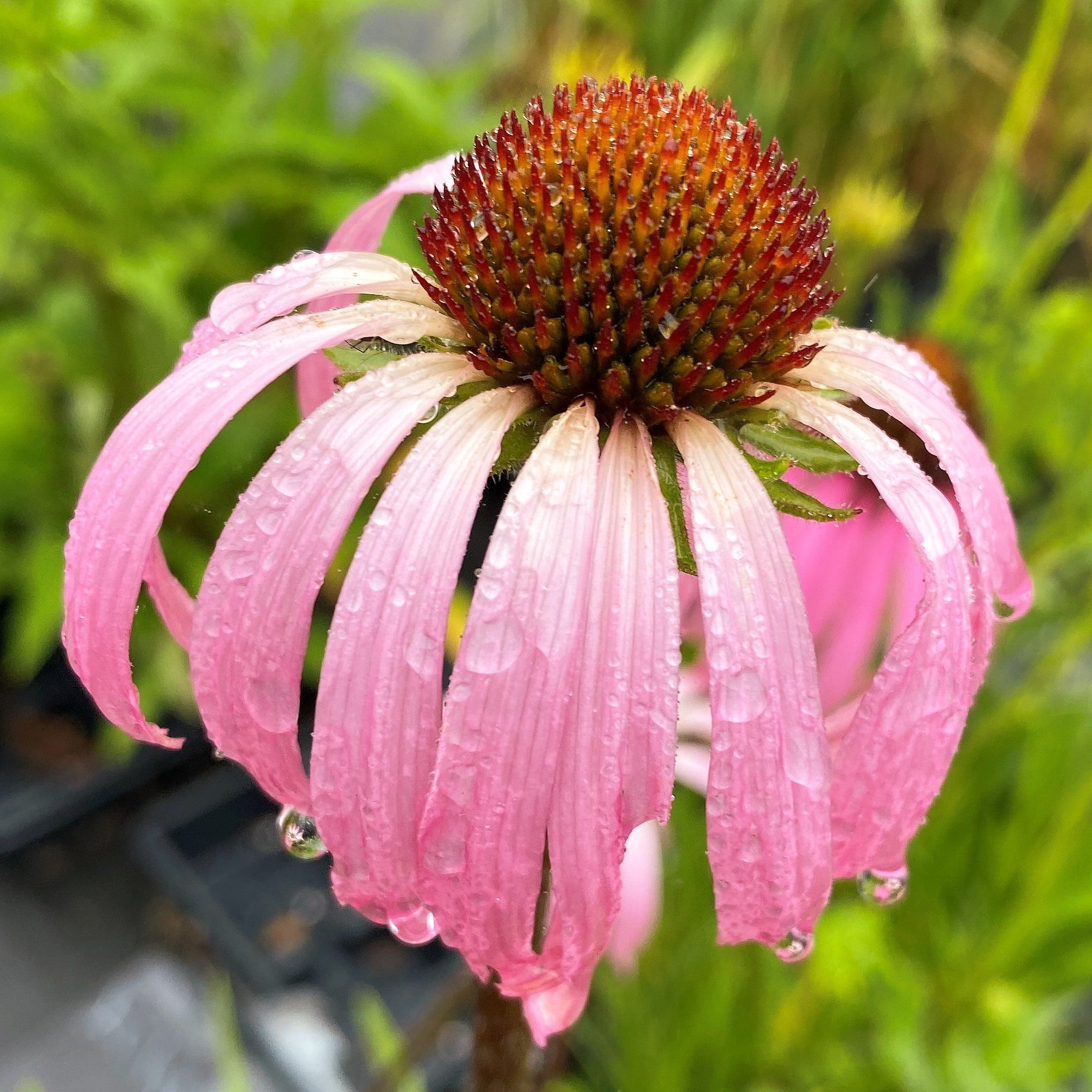 Echinacea simulata 1Q