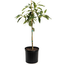 Cold Hardy Avocado Tree