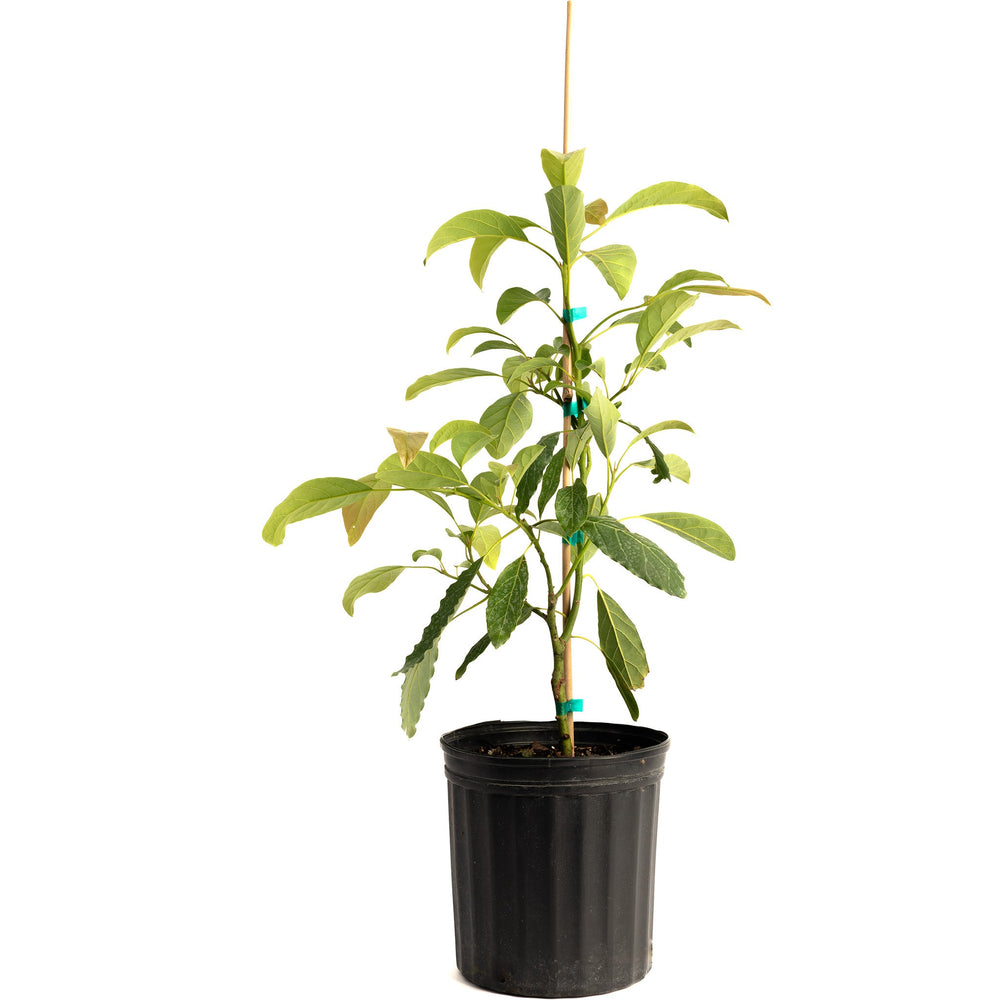 Hass Avocado Tree