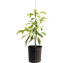 Hass Avocado Tree
