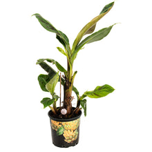 Dwarf Cavendish Banana Tree