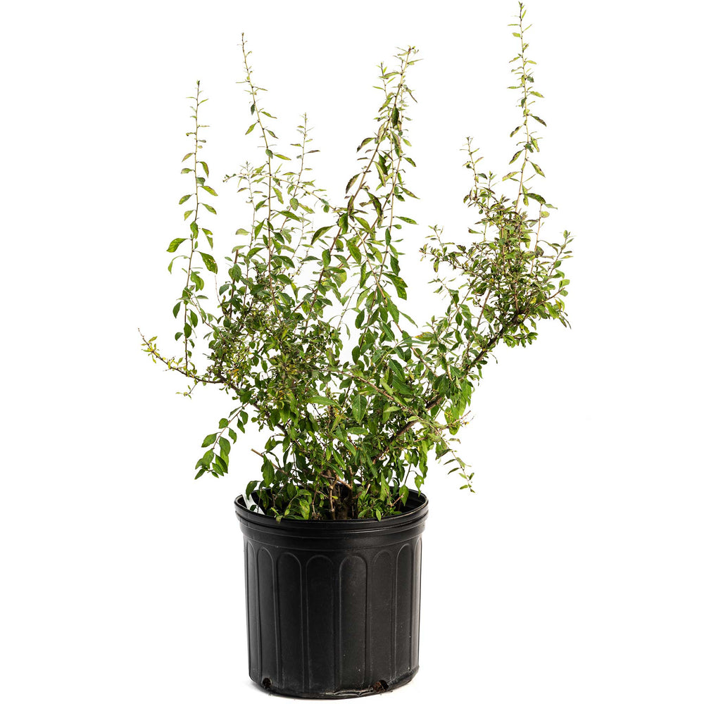 Goji Berry
