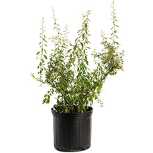 Goji Berry