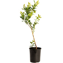 Duke Blueberry