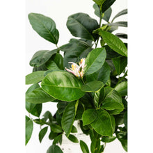 Improved Meyer Lemon Bush