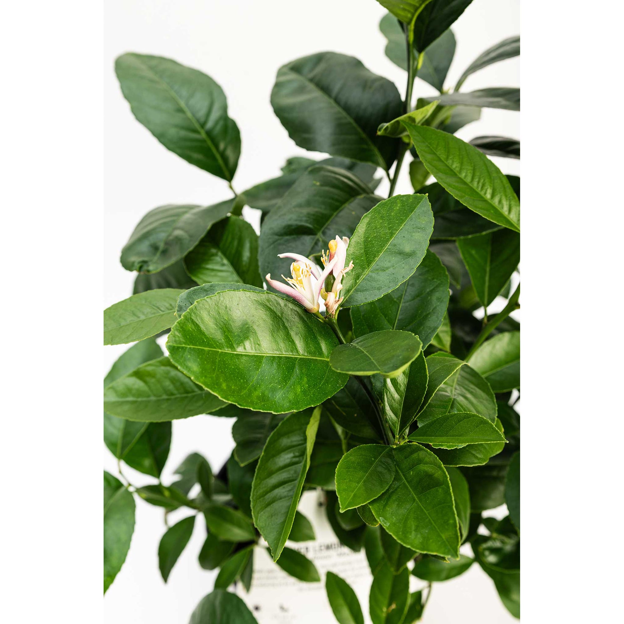 Improved Meyer Lemon Bush