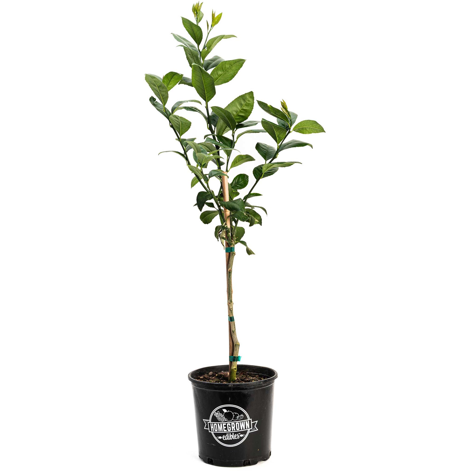 Improved Meyer Lemon Tree
