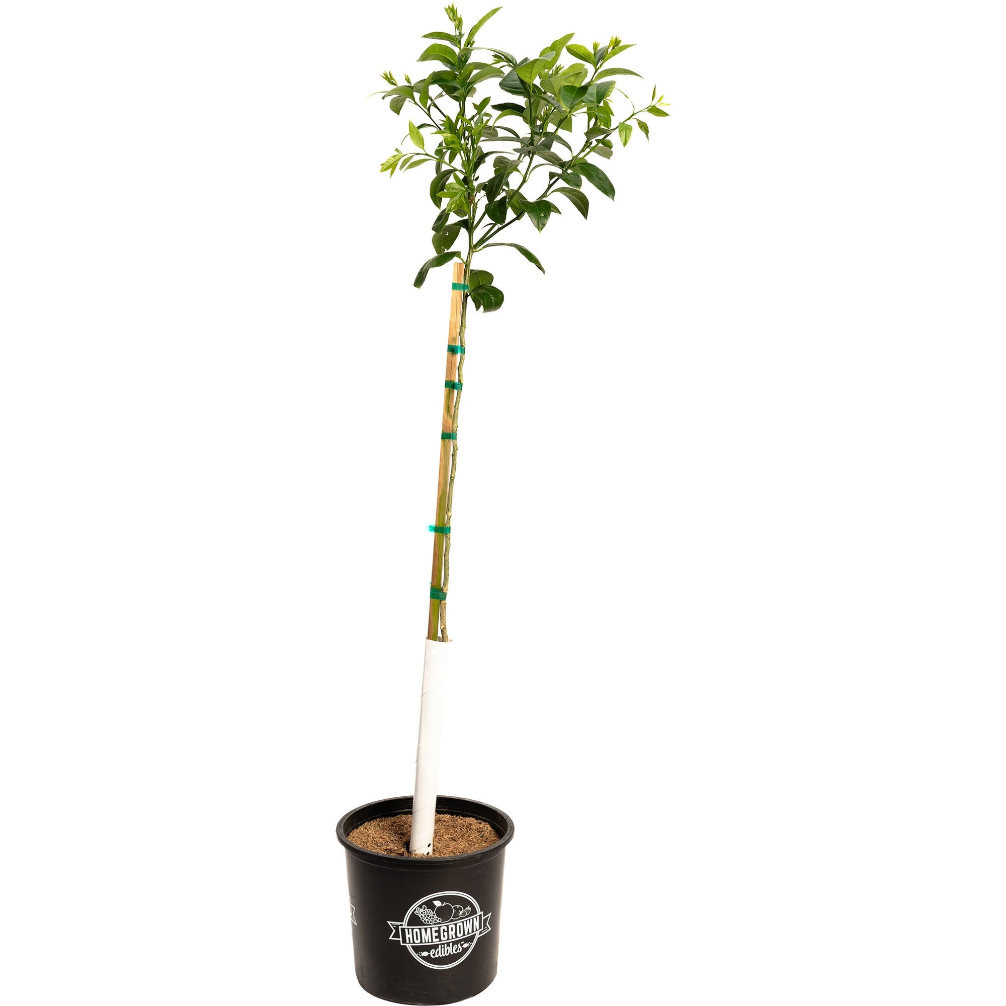 Improved Meyer Lemon Tree