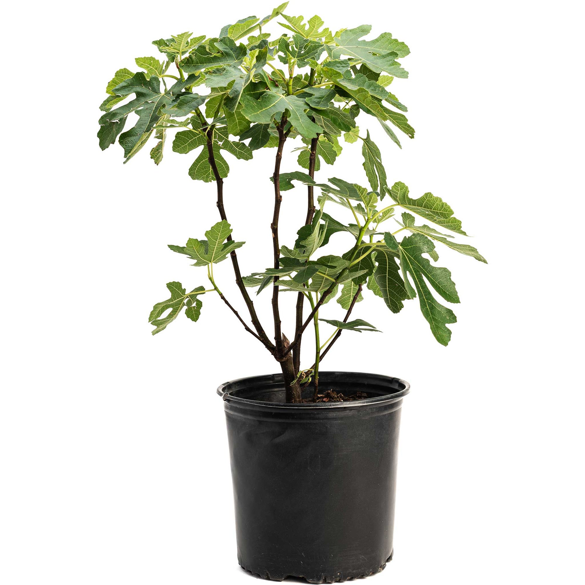 Brown Turkey Fig