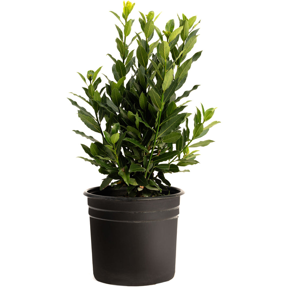 Bay Laurel
