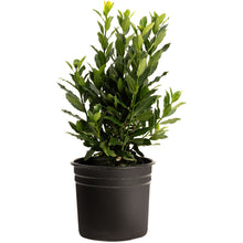 Bay Laurel